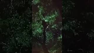 Famous loose bear in Delaware county pa in tree shot down with tranquilizer dart Profile