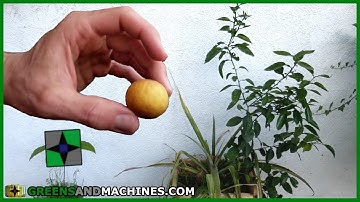 Grapefruit Tree Time Lapse - Seed To Fruit In 2 Years!