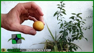 Grapefruit Tree Time Lapse - Seed To Fruit In 2 Years!