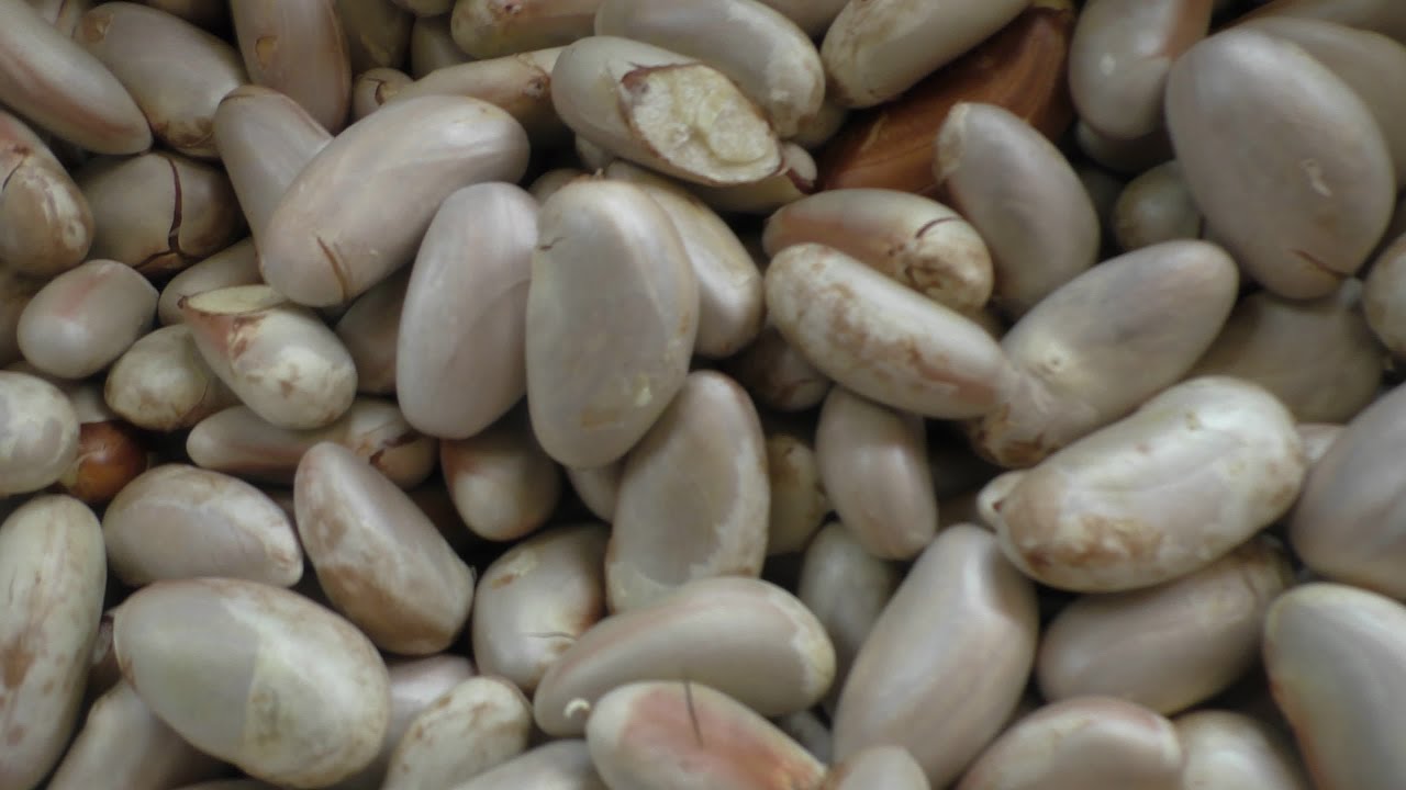 jack fruit flour recipe / jack fruit seed kutti puttu / soft puttu / village food recipes