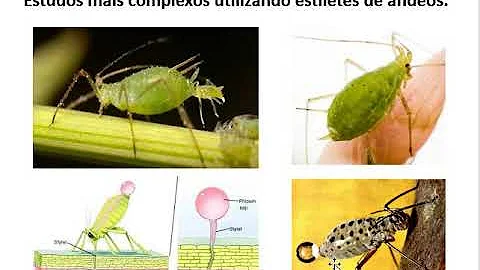Qual o principal açúcar transportado em plantas?