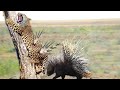 Extreme Fight Leopard vs Porcupine, Wild Animals Attack