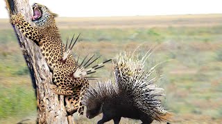 Extreme Fight Leopard vs Porcupine, Wild Animals Attack