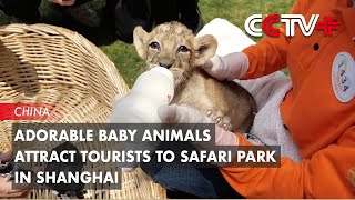 Adorable Baby Animals Attract Tourists to Safari Park in Shanghai