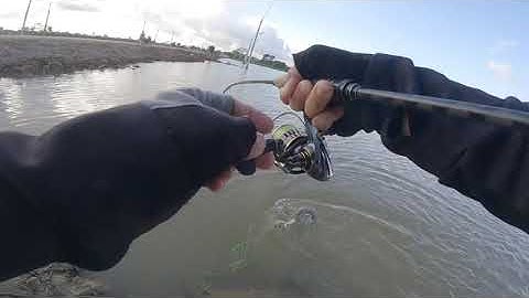 Câu lure cá lóc dịch vụ đơn giản với phương pháp rung đầu cần