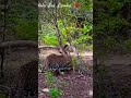 Leopard Attack Land Moniter in Yala National Park