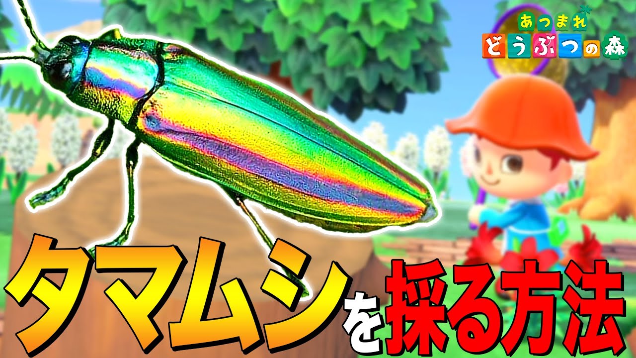 あつまれどうぶつの森 Animal Crossing: New Horizons] How to Catch the National Treasure