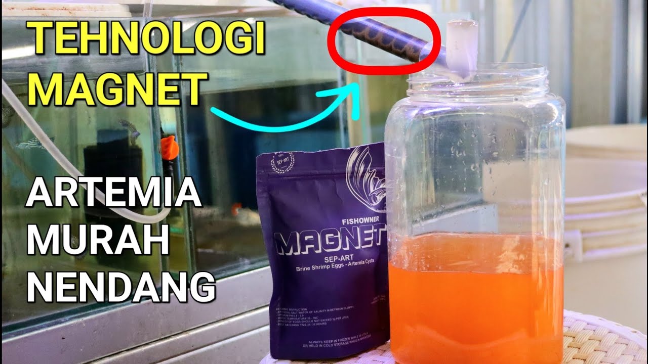 ARTEMIA SARING PAKAI MAGNET ?? AKIRNYA FISHOWNER KELUARKAN JUGA YANG KAYA GINI