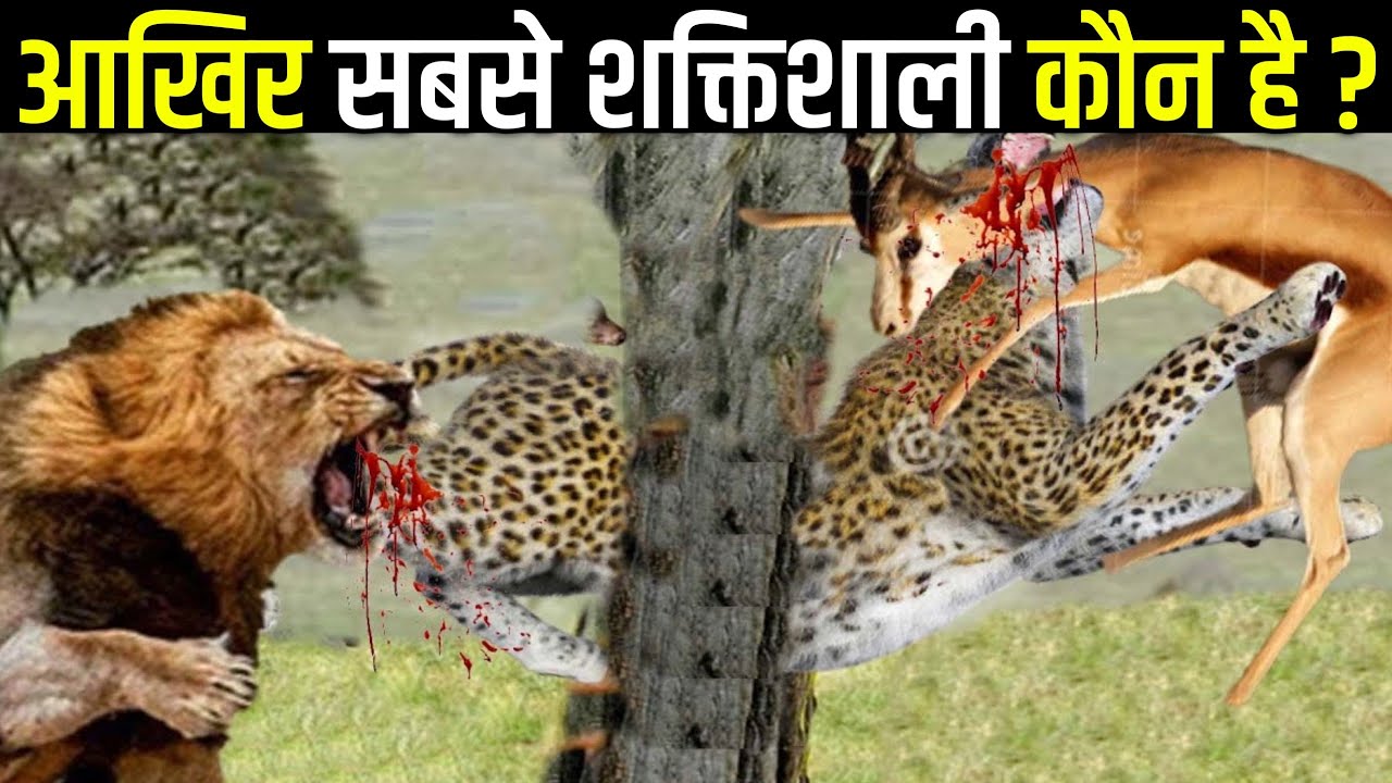 दुनिया की 10 सबसे शक्तिशाली जंगली बिलिया 10 Most DANGEROUS WILD CATS