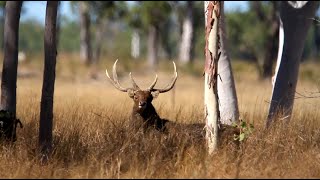 Standing To Attention - Rusa Deer Stag