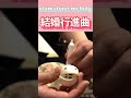 Otamatone MELODY 8. 結婚行進曲