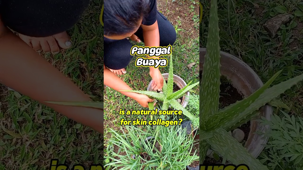 Resep kolagen alami kulit cantik dari lidah buaya