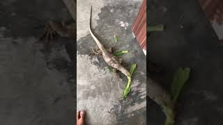 Biawak Varanus nebulosus makan sayuran?