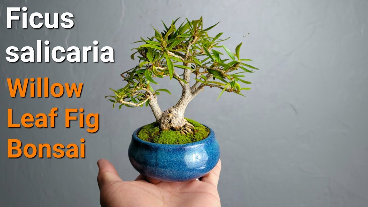 Making mame Ficus salicaria Willow Leaf Fig Bonsai YouTube