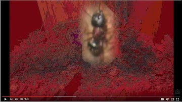 Carpenter Ant Inspection Video