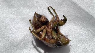 Cicada Nymph Failed Moult (Likely Aleeta curvicosta) (2022-12-28)