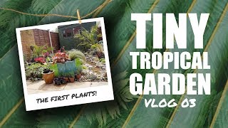 VLOG #3 - Tiny Tropical Garden UK