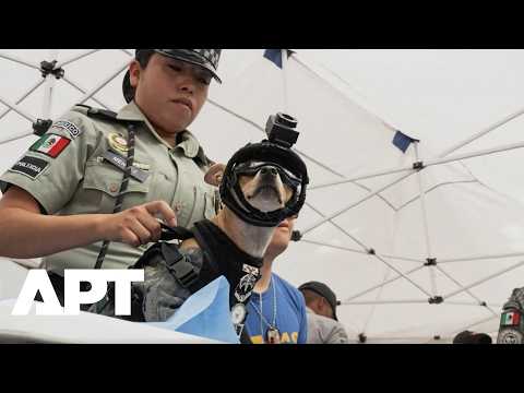 Adopted National Guard Dog Comando Chihuahua Becomes Star at Mexico City Can Fest | APT