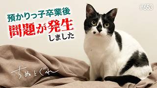 一時預かりの保護猫八重子さん卒業後、我が家の猫に問題が発生してしまいました...／ #猫 #保護猫 #チヌとグレ