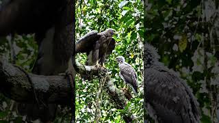 Eagle training how to fly 🦅🦅🪽🪽🪽 #remix #eagle #wildlife