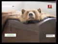 Мірскі замак на гэтым тыдні папоўнілі новыя экспанаты КРАІНА Мірскі замак на гэтым тыдні папоўнілі новыя экспанаты КРАІНА