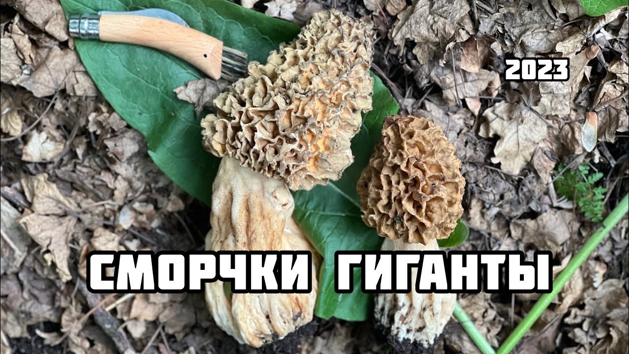Гигантские сморчки сезон 2023 !!! Алматинская область!!