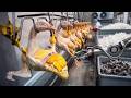 Amazing Goose Farming Technology 🦢 | Goose Meat & Feather Processing in Factory