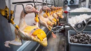 Amazing Goose Farming Technology 🦢 | Goose Meat & Feather Processing in Factory