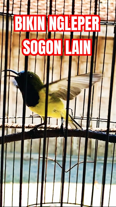 SOGON GACOR NGLEPER‼️ #birds #sogongacor #sogokontongngleper #sogon #shortsfeed