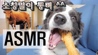 마이크찬 강아지  소통뼈 아~그작 먹는 강아지 / 먹방 ASMR (DOG, SOUND,리얼사운드,강아지)