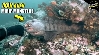 10 Ikan Paling Aneh Dan Unik Yang Hidup di Dunia!