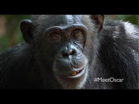 Chimpanzee "Oscar's Extended Family" Clip