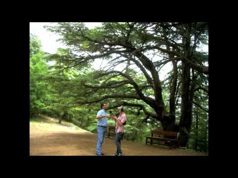 The World: Cedar Trees in Lebanon