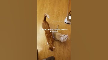 Cat Nip Intervention