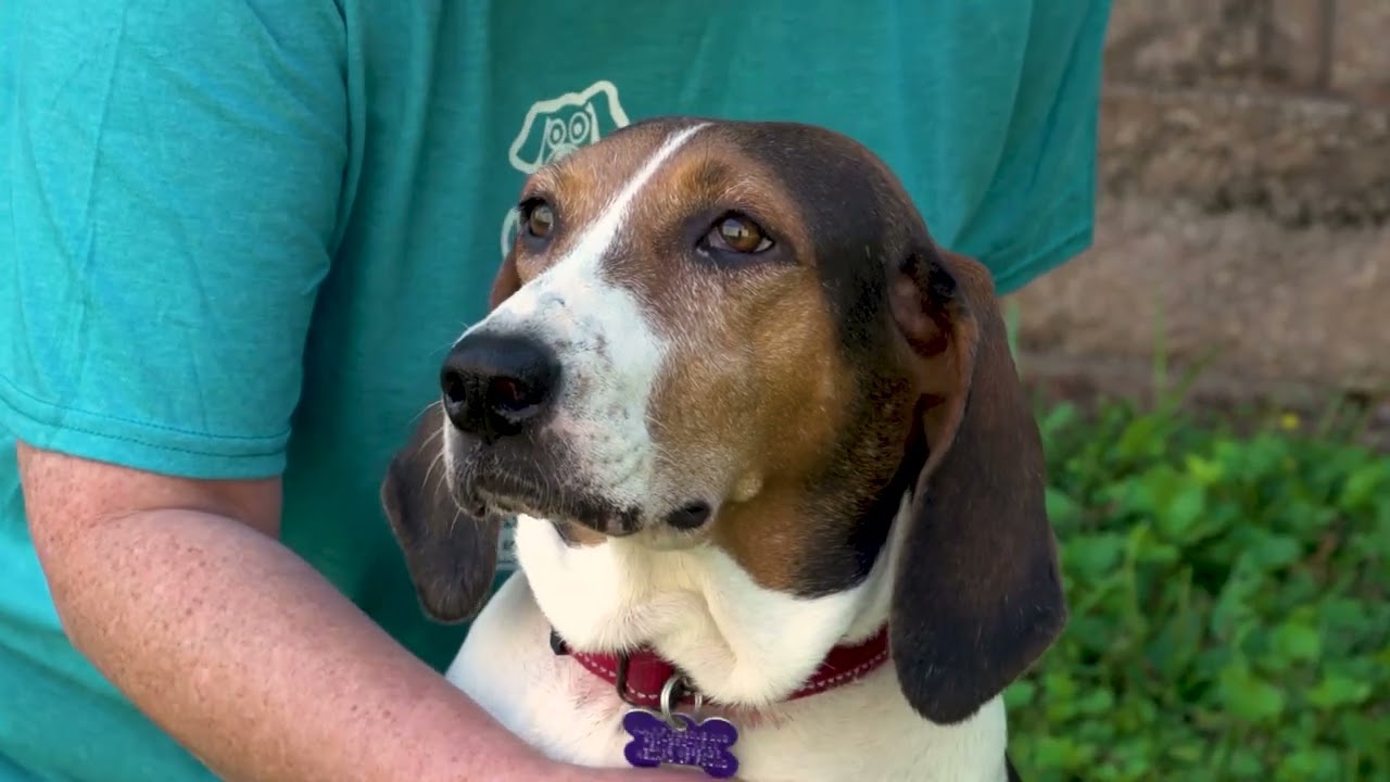 Maybelle the Coonhound is looking for a home to call her own