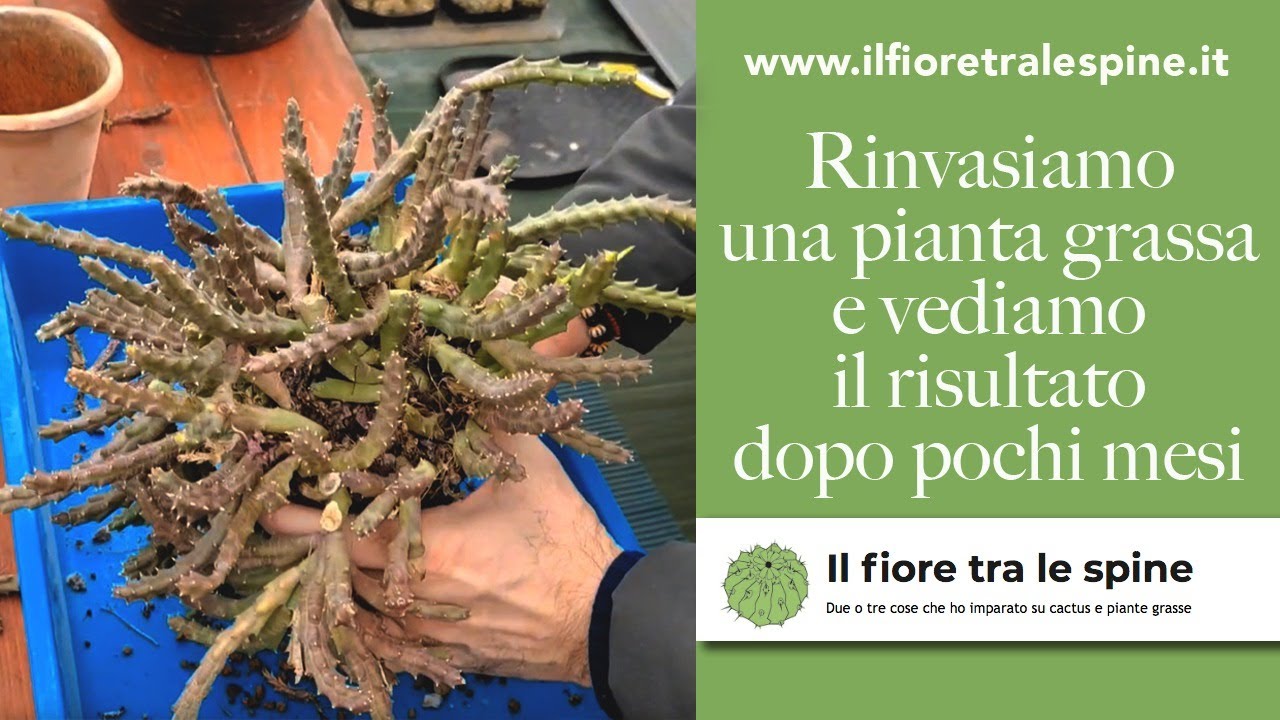 Rinvasiamo una pianta grassa e vediamo i risultati dopo 2 mesi!