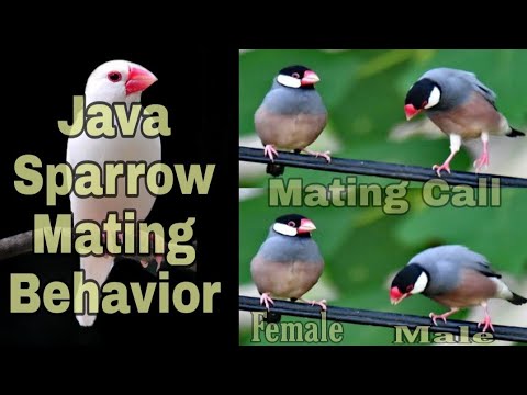 Java Finch Mating Call