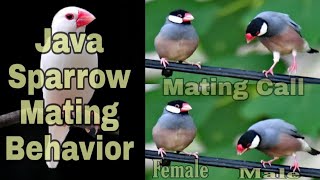 Famous Java Finch Mating Call Wealth