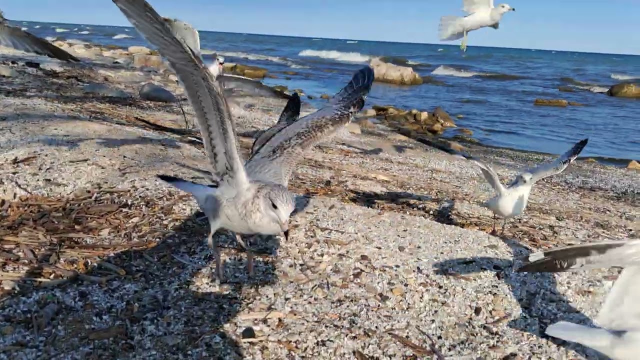 Aquí con las gavitas 