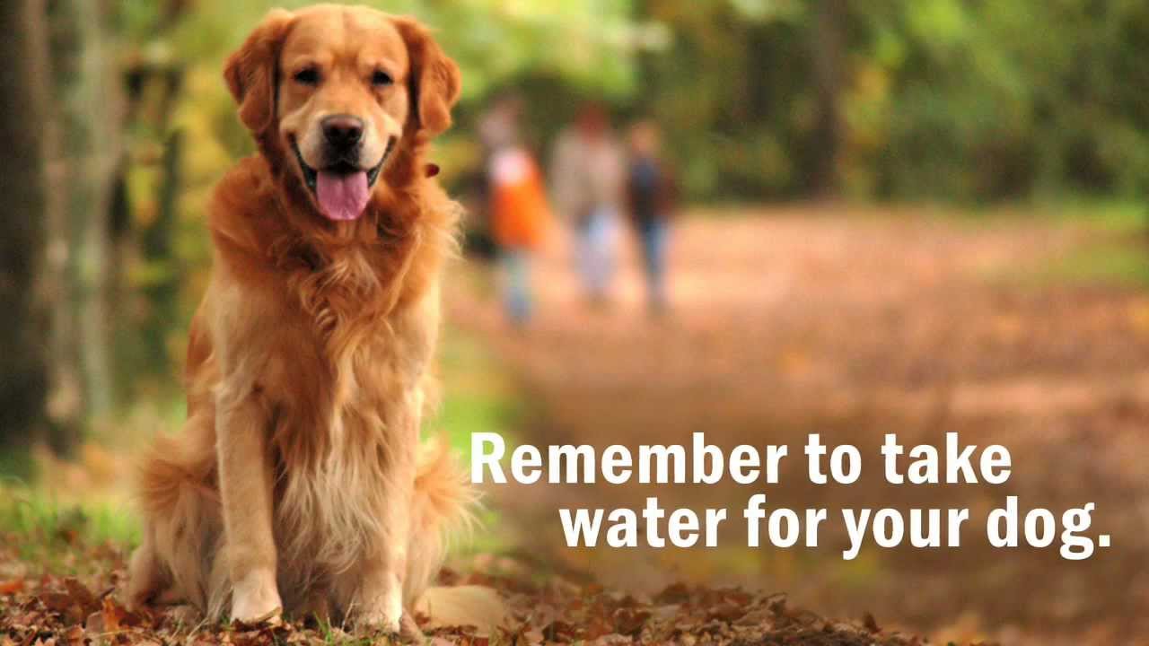 Animal Wellness 11.mov