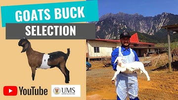 Goat Buck Selection