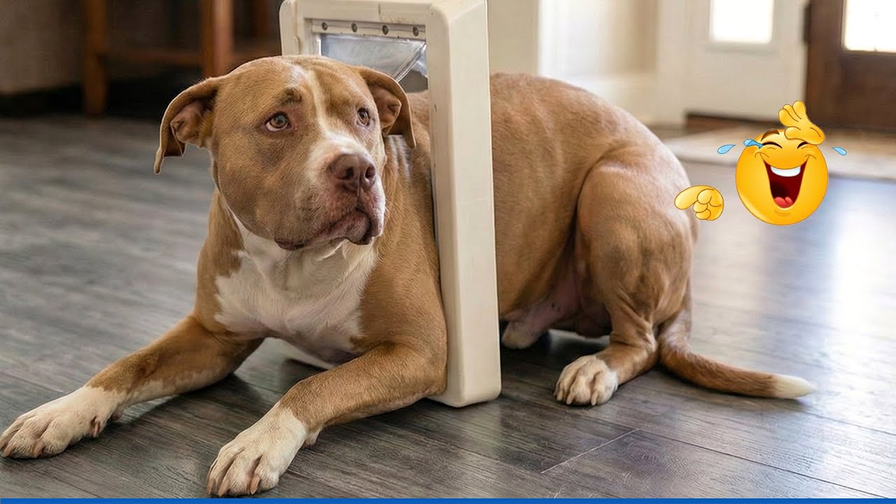 You Will Die Laughing At These Dogs 😹🐶 Funny Dogs Fail Compilation 😁