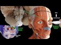 Anatomy of the corneal reflex