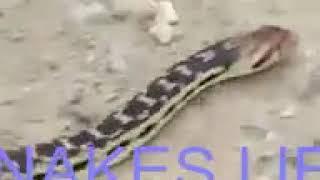 SNAKE LIFE -  Top Accidents Funny Snake's Battle With The Squirrels 303 by Animals Funny Life 2 views 4 years ago 2 minutes, 19 seconds