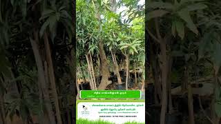 Sivaganga Nursery Garden | Mango Plant Wide Variety Rs. 100/- #gardeningtipstamil  #nurserygarden