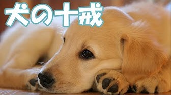 犬の十戒 Youtube
