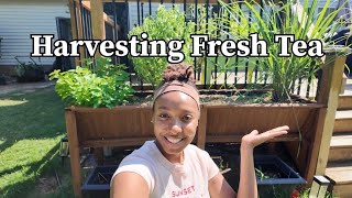 I Harvested My Own Tea! 🌿 Lemongrass & Lemon Balm Garden Harvest| Garvee Garden Bed