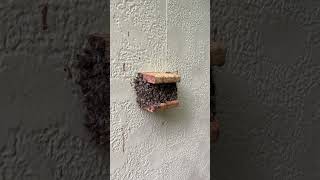 Overcrowding on the outside of the Observation Hive