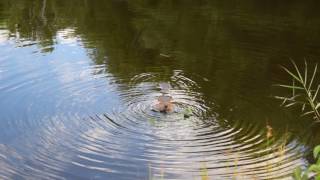 Bushy Beaver eating at Bhare Pond in Granville State Forest