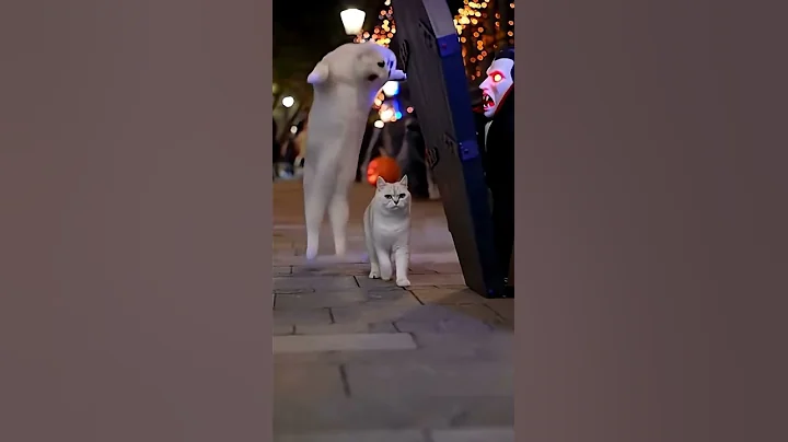 Video 11377051: scottishfold cat, cat scottishfold funny, fold, cats jumping scared